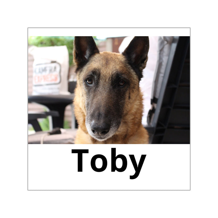 Pegatina personalizada con la foto de tu mascota