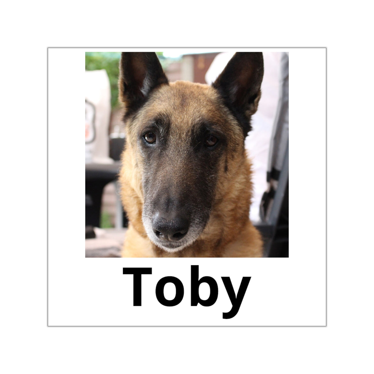 Pegatina personalizada con la foto de tu mascota